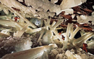 cueva-de-los-cristales