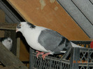 DSCN5748