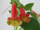 NEW - Kohleria Ragna