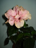 DSC02105