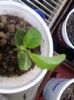 clitoria mov