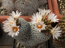 DSCF9521
