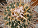 DSCF9589