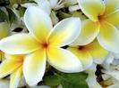 Plumeria