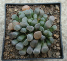 Frithia pulchra  N.E.Br.1926