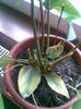 Anthurium 5 lei din Auchan