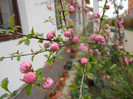 Prunus triloba (2012, April 09)