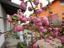 Prunus triloba (2012, April 09)