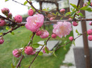 Prunus triloba (2012, April 09)