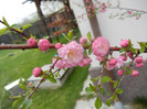 Prunus triloba (2012, April 09)