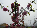 Prunus triloba (2012, April 09)