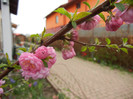 Prunus triloba (2012, April 09)