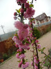 Prunus triloba (2012, April 09)