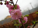 Prunus triloba (2012, April 09)