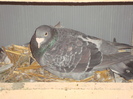 DSC00336