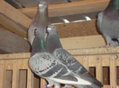 DSC00338