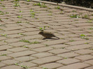 House Sparrow_Vrabiuta (2012, April 04)