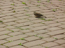 House Sparrow_Vrabiuta (2012, April 04)