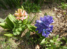 Hyacinths_Zambile (2012, April 04)