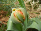 Tulip_Lalea (2012, April 06)