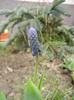 Muscari latifolium (2012, April 06)