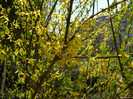 forsythia