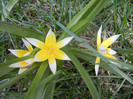 Tulipa Tarda (2012, April 10)