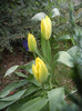 Tulipa Candela (2012, April 09)