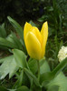 Tulipa Candela (2012, April 09)