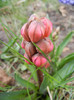 Hyacinthus Hollyhock (2012, April 09)