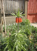 Fritilaria