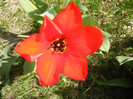 Tulipa Madame Lefeber (2012, April 04)