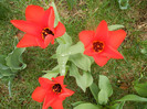 Tulipa Madame Lefeber (2012, April 06)