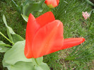 Tulipa Madame Lefeber (2012, April 09)