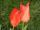 Tulipa Madame Lefeber (2012, April 09)