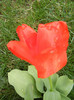 Tulipa Madame Lefeber (2012, April 09)