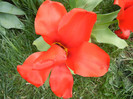 Tulipa Madame Lefeber (2012, April 10)