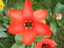 Tulipa Madame Lefeber (2012, April 10)
