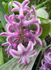 Hyacinth Splendid Cornelia (2012, Apr.09)