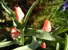 Tulipa Toronto (2012, April 08)