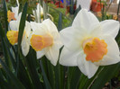 Narcissus Salome (2012, April 08)