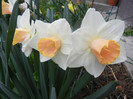 Narcissus Salome (2012, April 09)