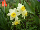Narcissus Minnow (2012, April 09)