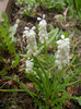 Muscari botryoides Album (2012, Apr.09)