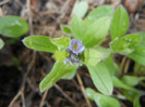 Myosotis alpestris (2012, April 09)