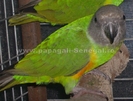 papagal senegal