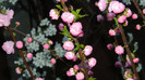 DSCN1963