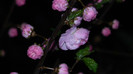 DSCN2001