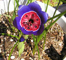Geissorhiza_radians