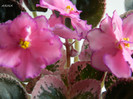 DSCN8022